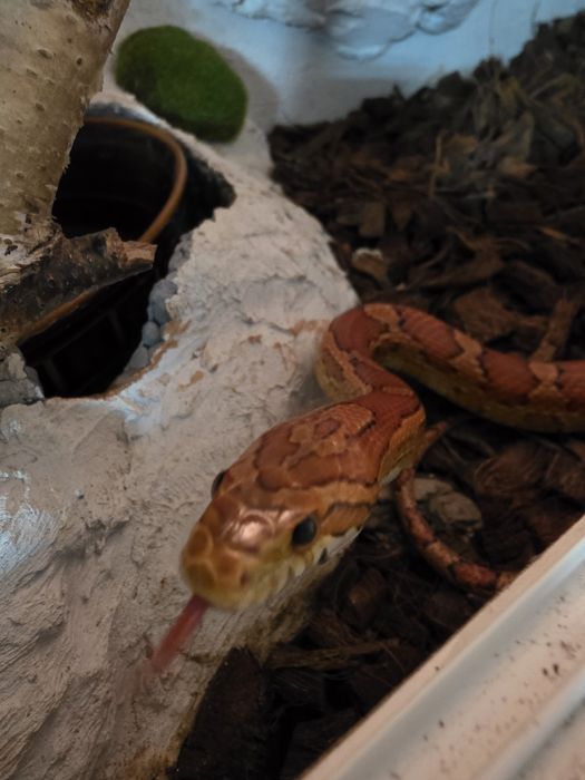 Wąż Zbożowy Samiczka