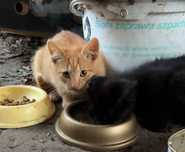 Maluchy do adopcji