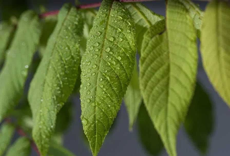 Саженцы черного американского ореха,укоренившиеся,с голыми корнями.