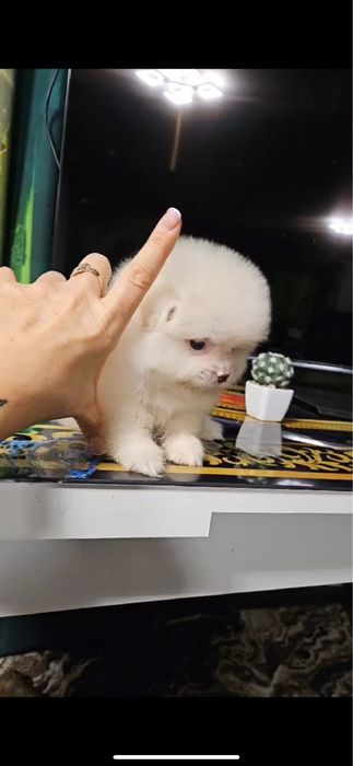 Міні хлопчики та дівчатка померанського шпіца