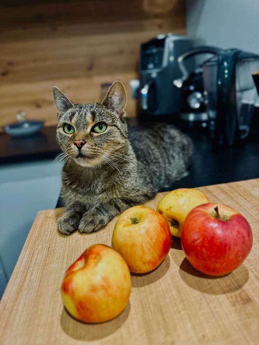 Pyszna Szarlotka tak domowa i słodka to kotka.