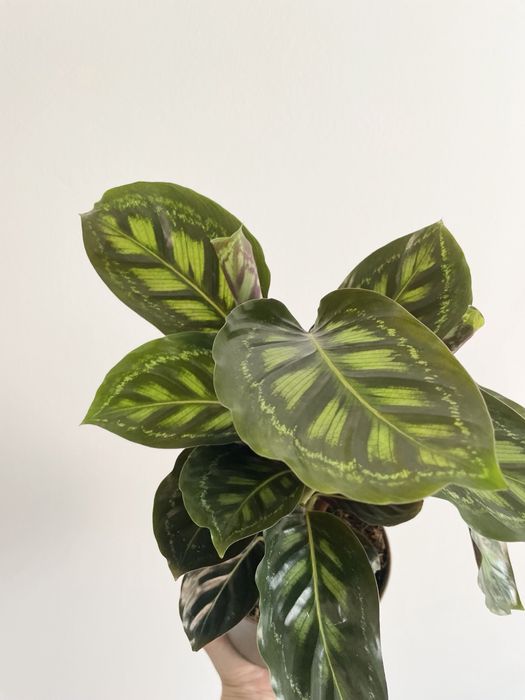 Conjunto Calathea