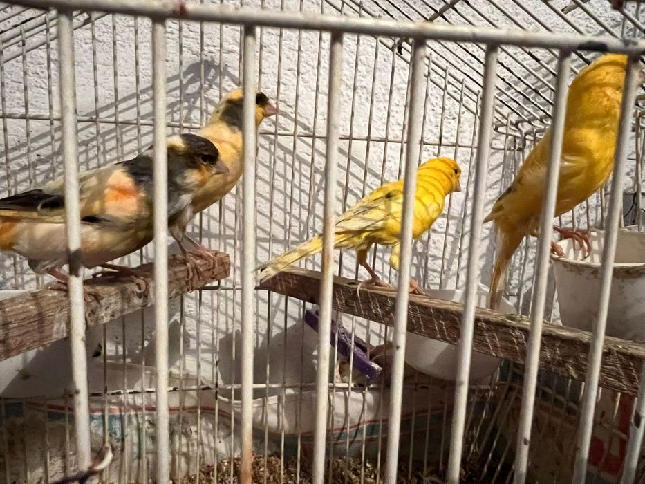 Canaries for sale