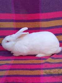 Продам кроликов породы белый паннон,  калифорнийский, бургундский