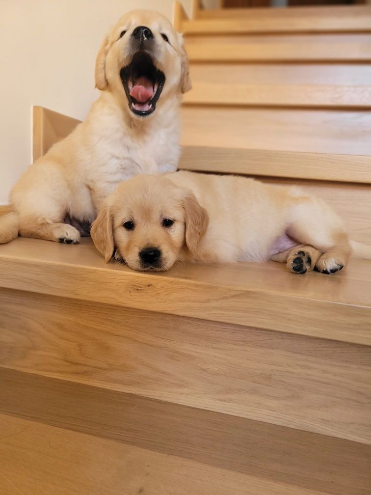 Golden Retriever piesek