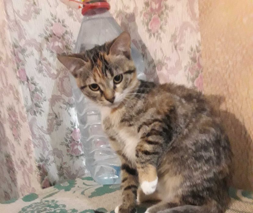 Котенок ищет свою маму