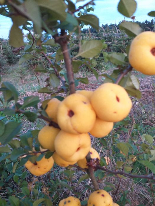 Pigwowiec japoński sadzonki