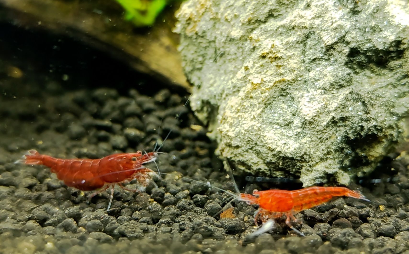 Krewetki Bloody Mary Neocaridina z wody kranowej