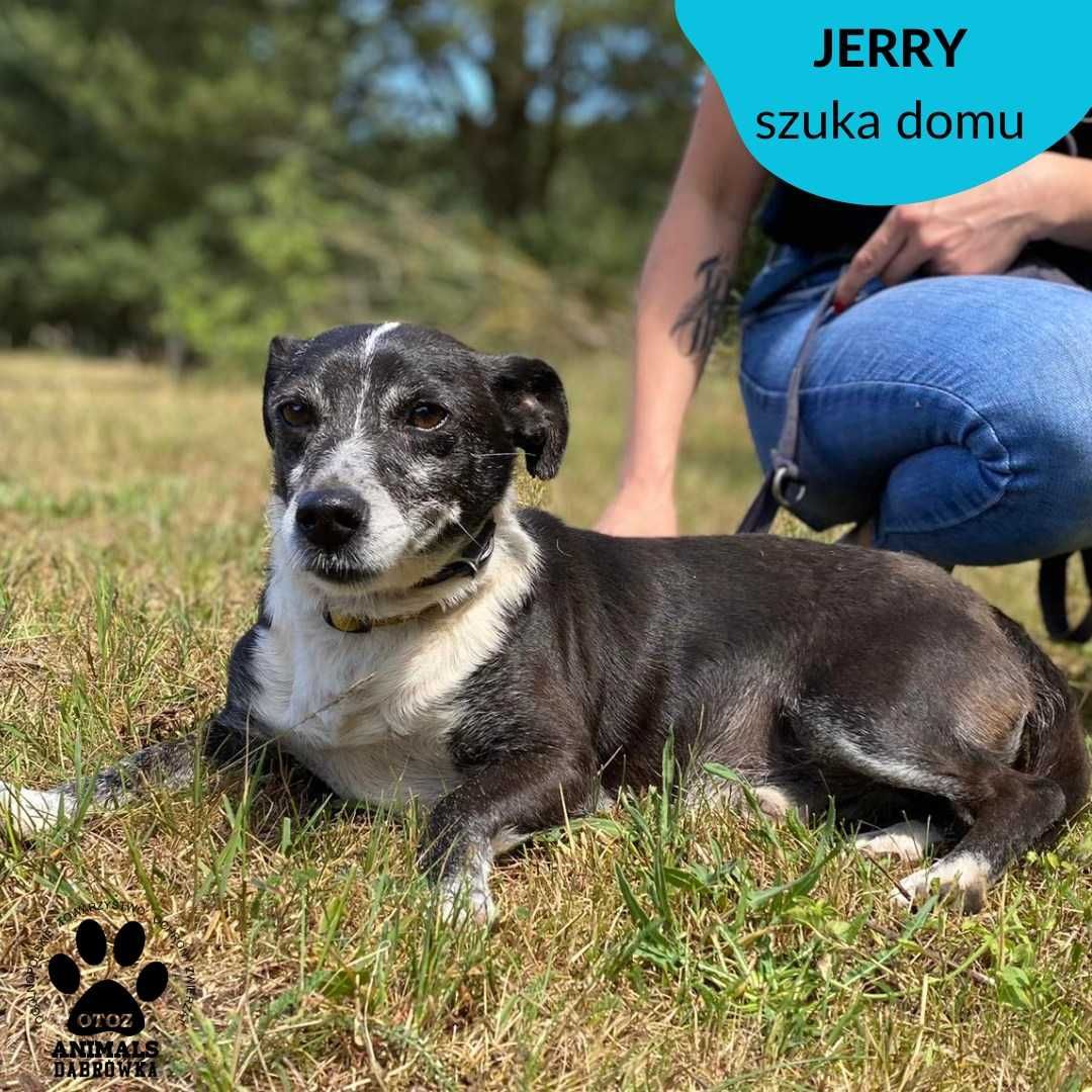 Jerry szuka domu!