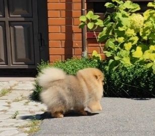 Хлопчик 7 місяців, без браку, КСУ