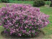 Lilak Meyera 'Palibin' (Syringa meyeri 'Palibin')