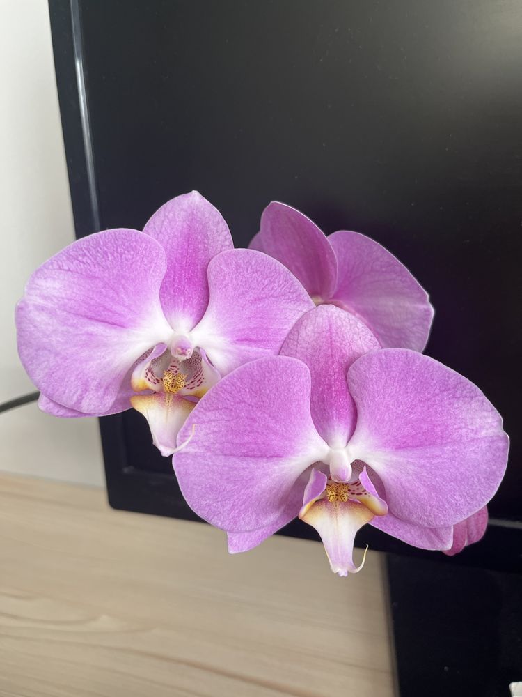Орхідея фаленопсис ніжно рожева