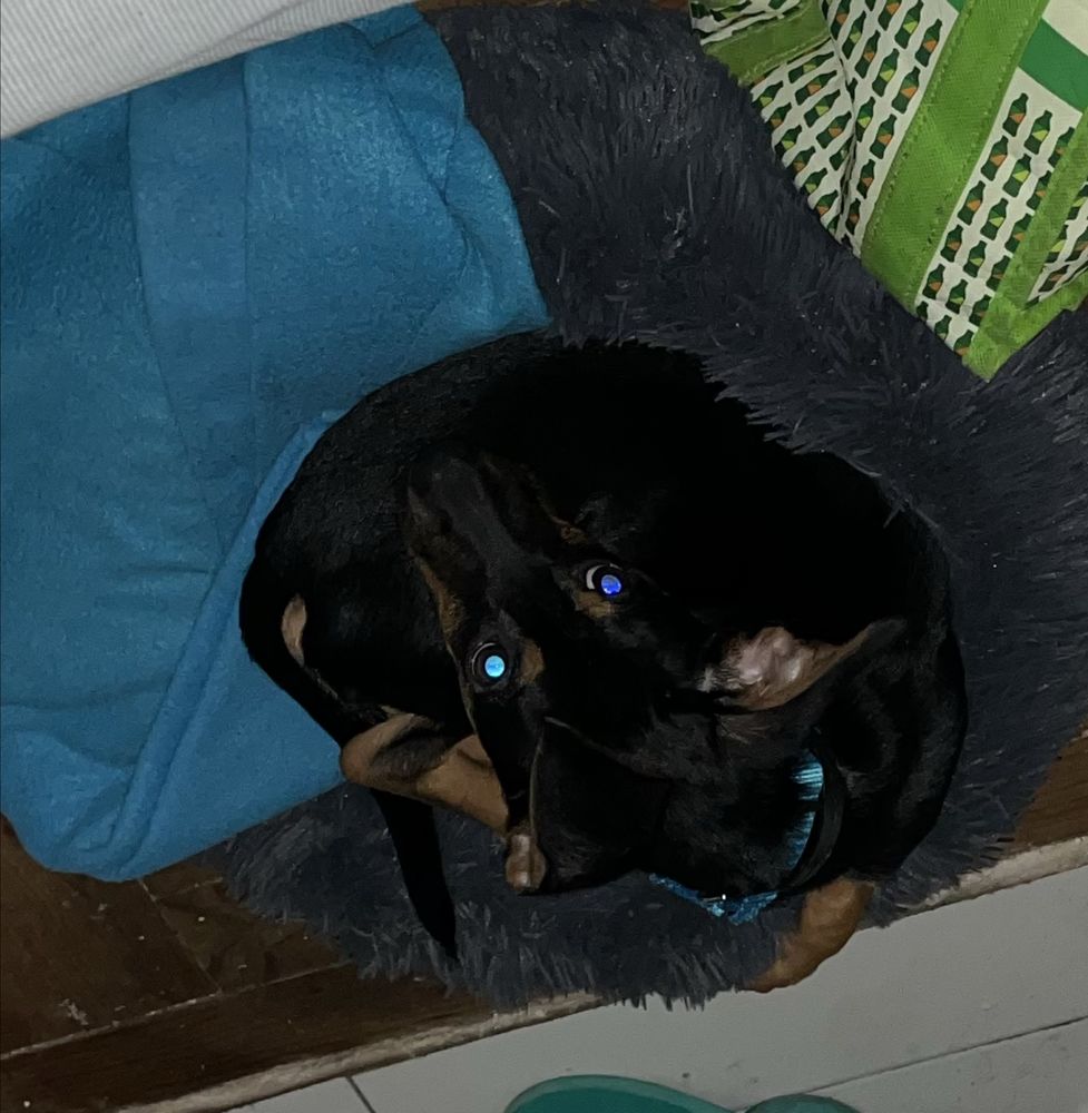 Doggie | Pequeno