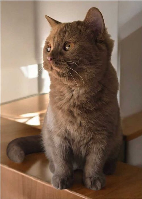 British Shorthair cinnamon com Lop