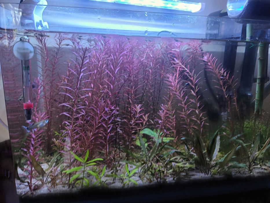 Camarões vermelhos e plantas