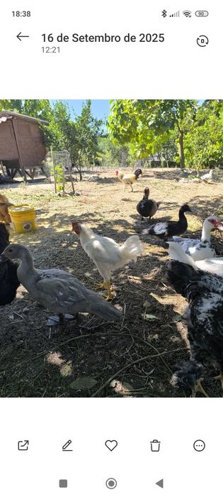 Galos/galinhas Leghorn jovens 4 meses