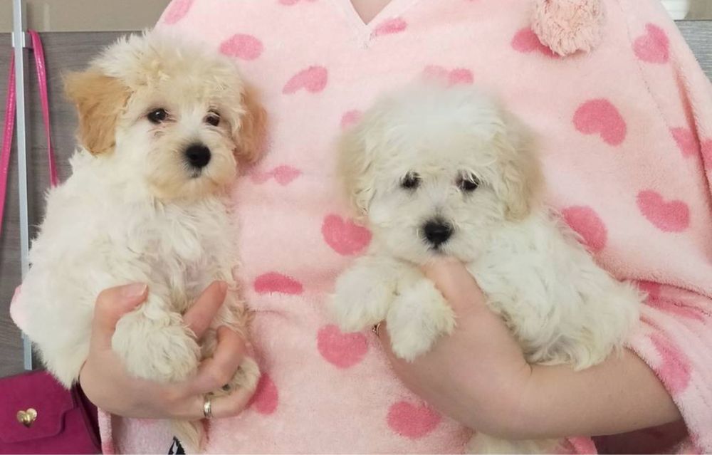 Cukierkowa ksiezniczka Maltipoo szuka domku