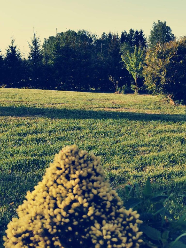 Pole namiotowe, camping, Mazury, Gołdap