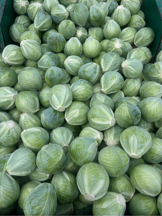 Kapusta glowiasta biała 20kg kiszenie