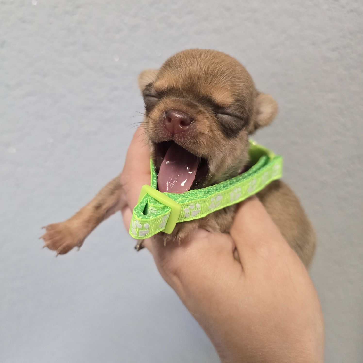 Chihuahua samiec sable