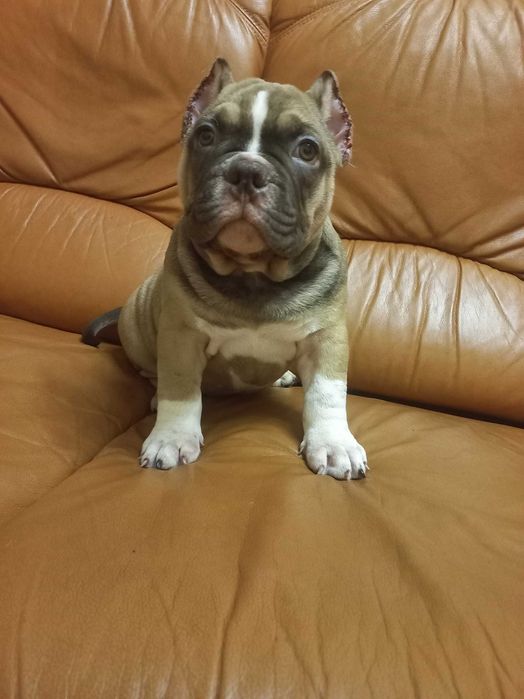 Потужні хлопчики американського буллі