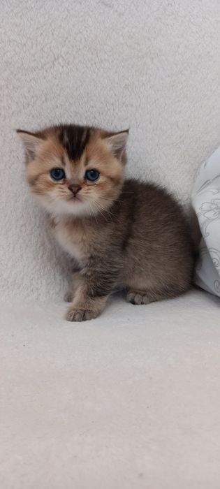 Шотландские котята .Золотая тикированная шиншилла ny 25..