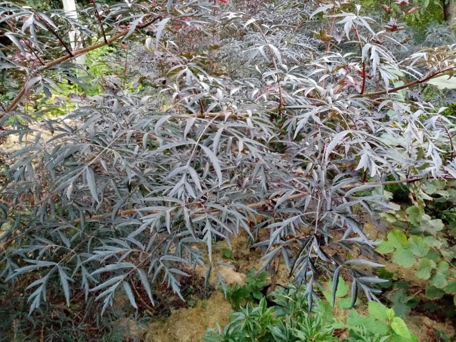 Ива Матсуда  (Матсудана), Клёны Фламинго , Роял Ред.