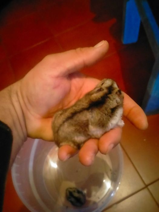 Vendo hamster russo