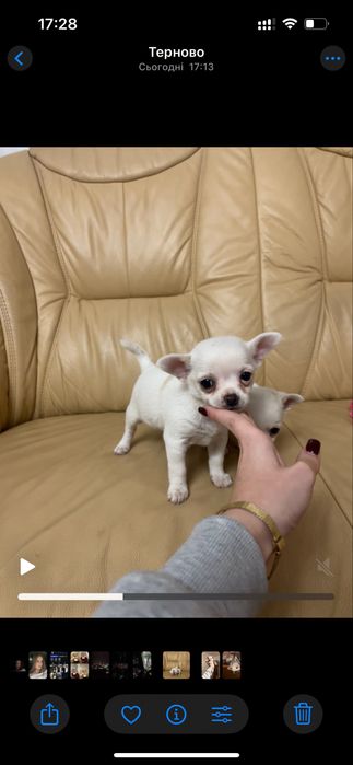 Чихуа хуа продаж