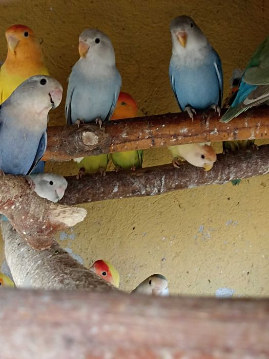 Nierozłączki czerwonoczelne 2025