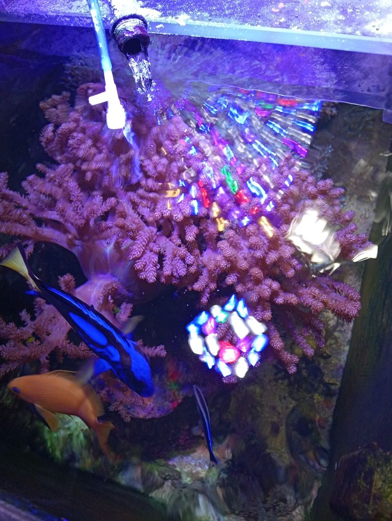 Frags de corais bonitos xenias