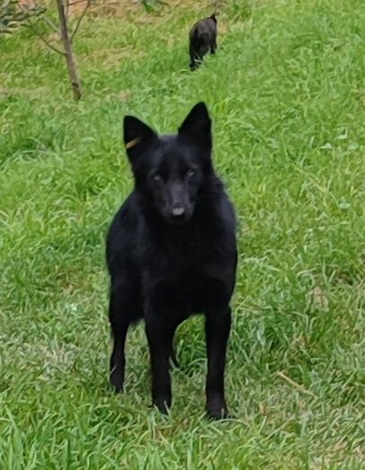 Цуценята дівчатка 3 міс безкоштовно