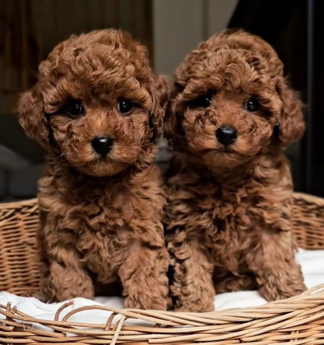 Малюки той.   пудель ред браун