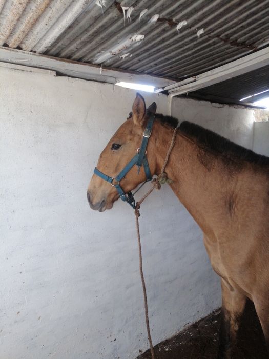 Poldra baía lusitana