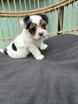 Śliczny York Yorkshire terrier Biewer Piesek Rodowów wyprawka