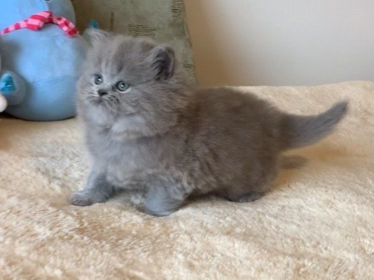 Прямовуха дівчинка хайленд