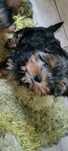 Szczenię (piesek) Yorkshire terrier