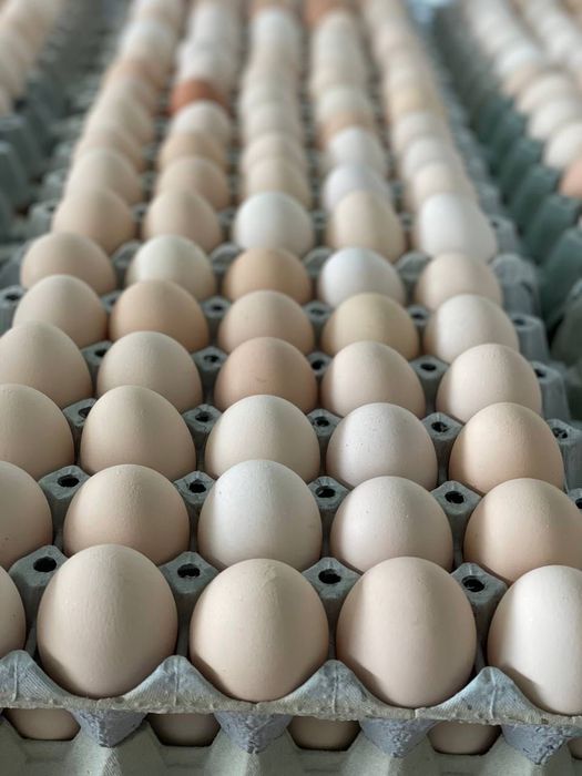 Kurze jaja wolny wybieg