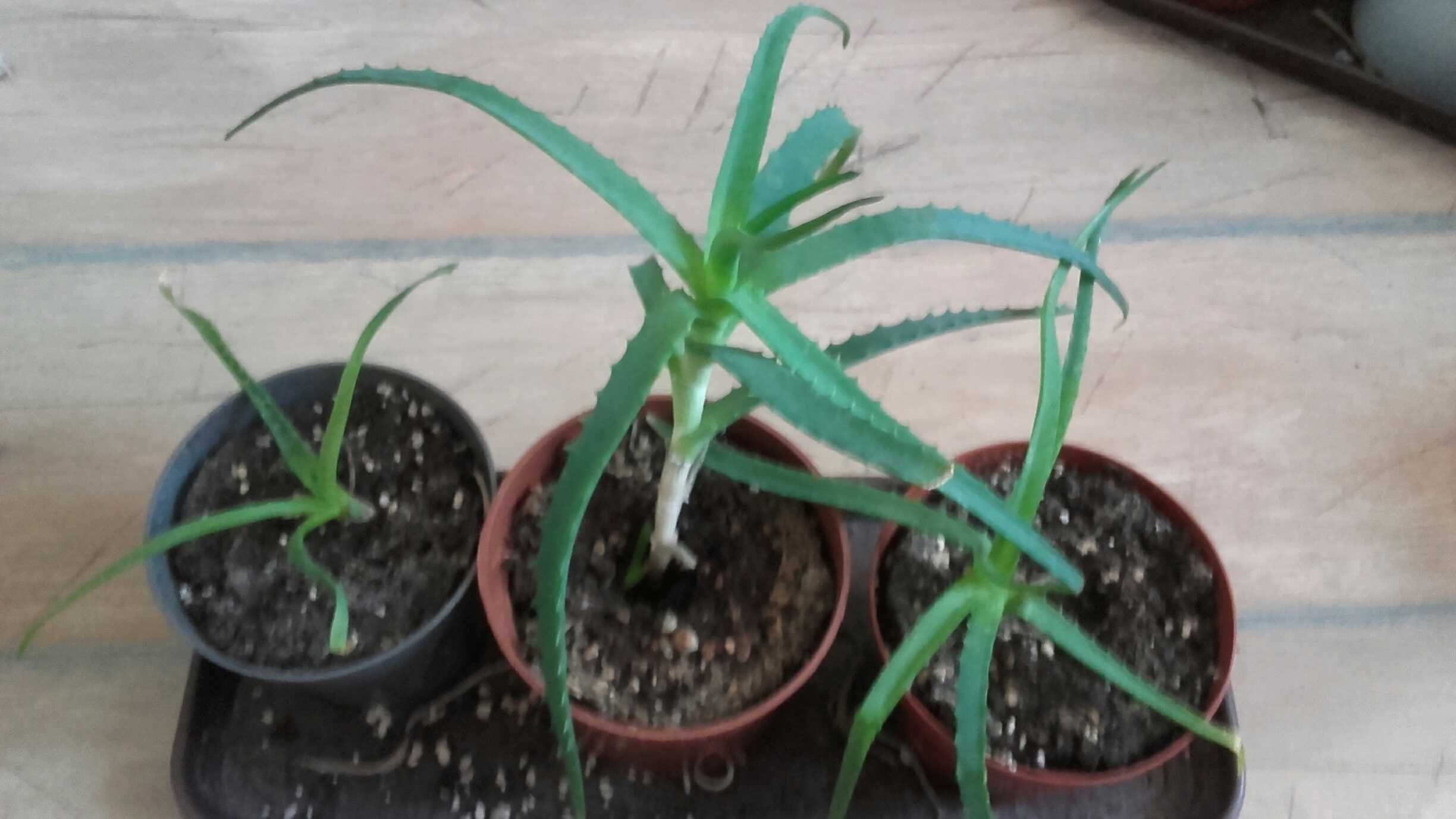 Aloes leczniczy, zwyczajny, roślina w doniczce