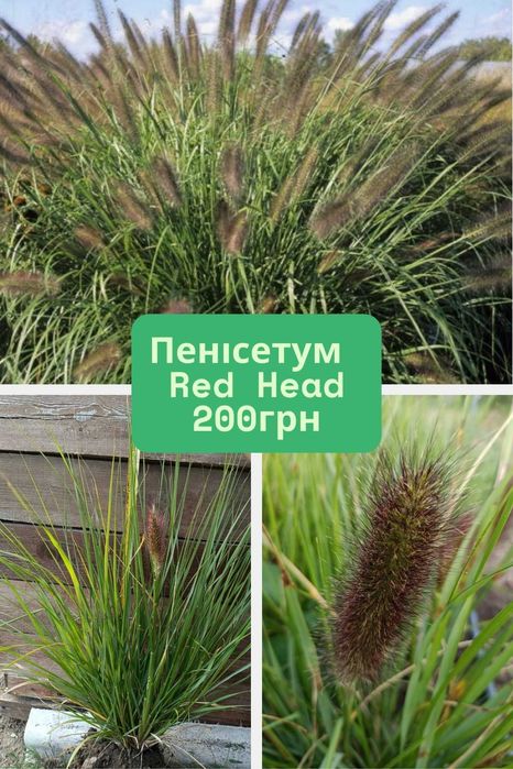 Пенісетум японікум. Саджанці. Декоративні злаки