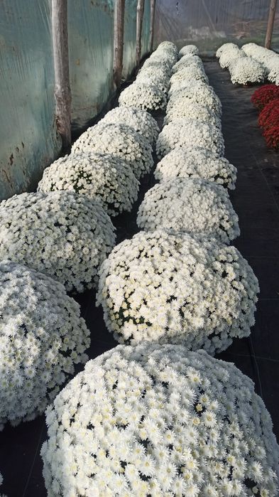 Sprzedam chryzantemy