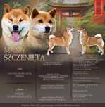 Shiba Inu - wolna suczka red - hodowla z doświadczeniem