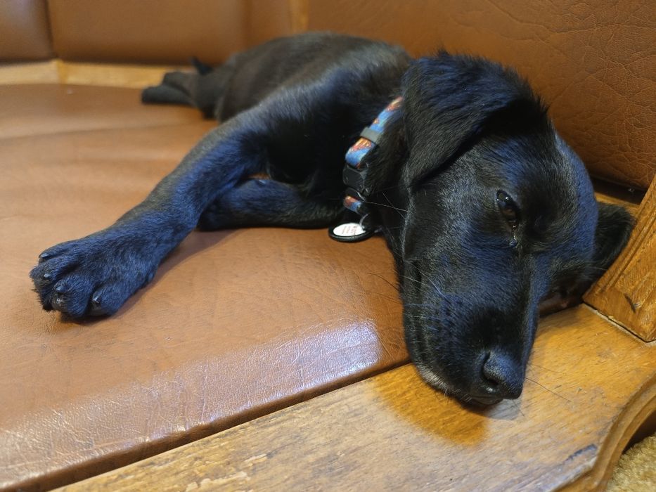 Собака (цуценя) у добрі руки з гарним серцем