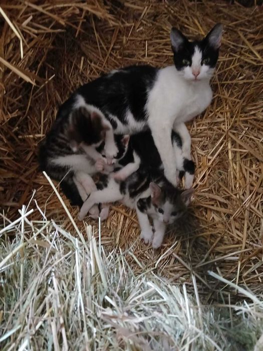 Małe kotki oddam w dobre ręce