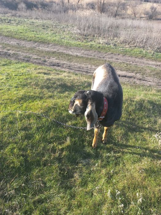 Продам нубийского козлика.