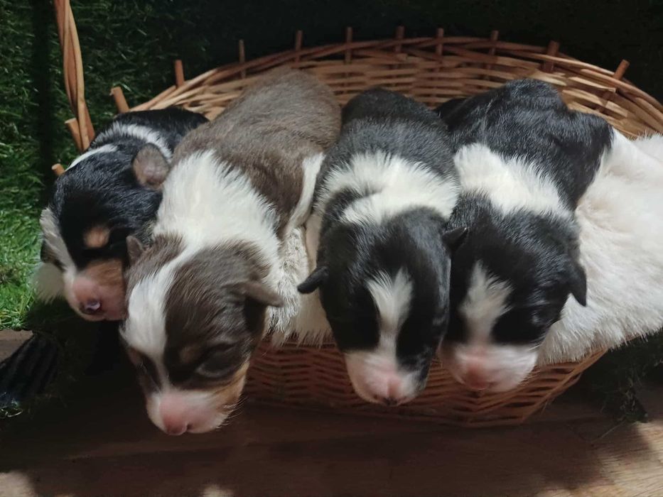 Border Collie Szczeniak z rodowodem, pies wychowany w domu.