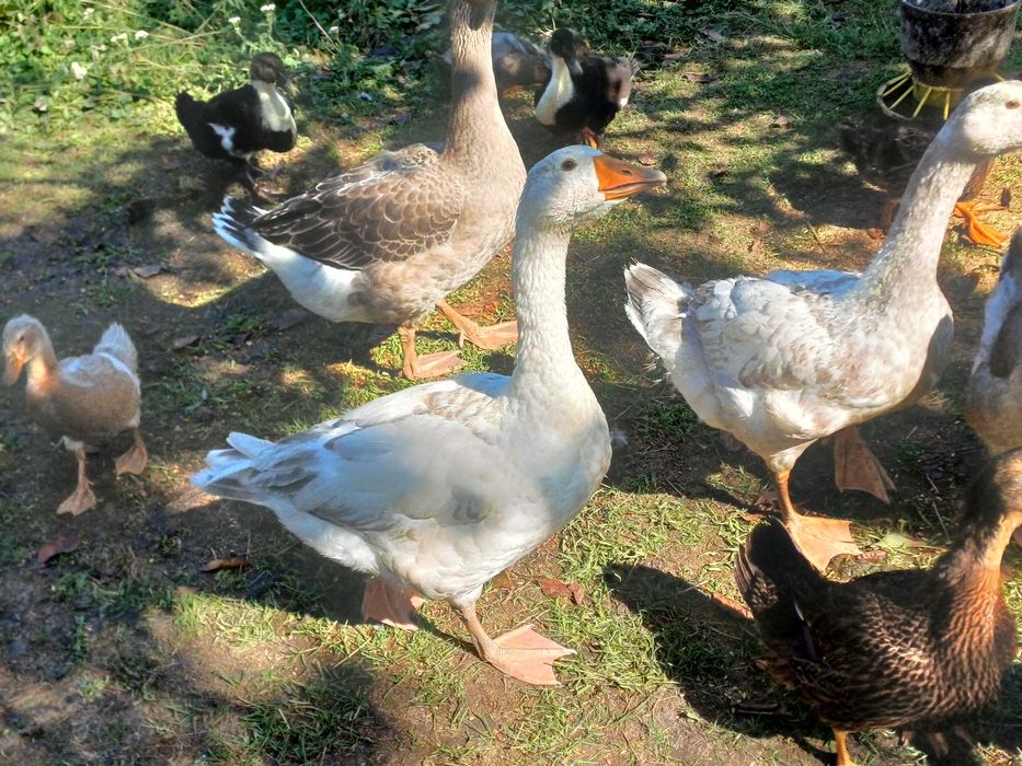 Gesi Landes i biale młode