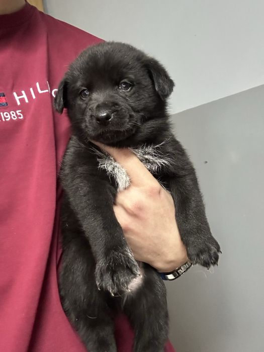 Szczeniak border collie mieszany