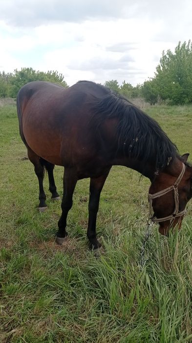 Продам кобилу робочу