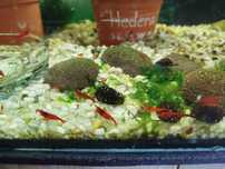 Krewetki Neocaridina  - Bloody Mary